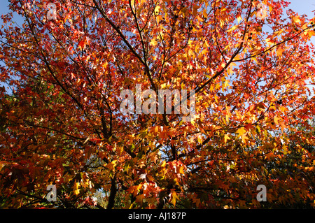 Bäume, die herbstliche Farben anzeigen Stockfoto