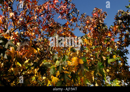 Bäume, die herbstliche Farben anzeigen Stockfoto