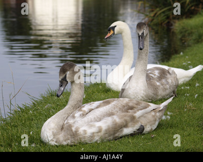 Three mute swans sitting together on a river bank. One adult, 2 juvenile. Stockfoto