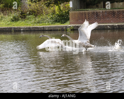 Zwei Jugendliche Höckerschwäne jagten einander am Fluss Stockfoto