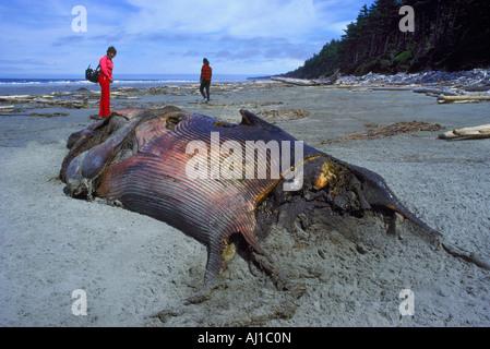 Ein toter strandeten Wal McIntyre Bay auf Graham Island in Haida Gwaii (Queen Charlotte Islands), BC, Britisch-Kolumbien, Kanada Stockfoto