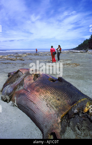 Ein toter strandeten Wal McIntyre Bay auf Graham Island in Haida Gwaii (Queen Charlotte Islands), BC, Britisch-Kolumbien, Kanada Stockfoto