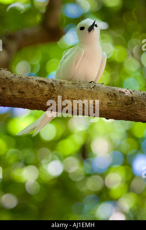 Feenseeschwalbe gygis Alba auf Ast Cousine Island Seychellen Stockfoto