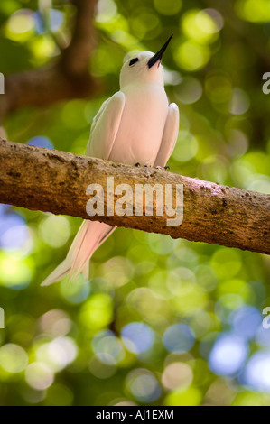 Fairy Tern Gygis Alba auf AST Cousin Island Seychellen Stockfoto