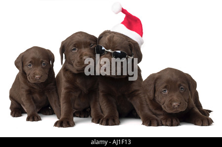 Labrador Weihnachten Welpen Stockfoto