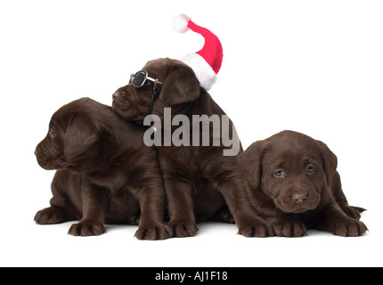 Labrador Weihnachten Welpen Stockfoto