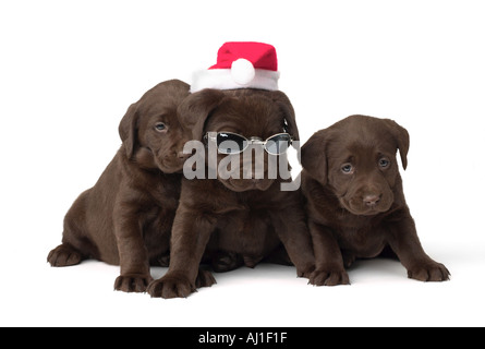 Labrador Weihnachten Welpen Stockfoto