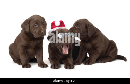 Labrador Weihnachten Welpen Stockfoto