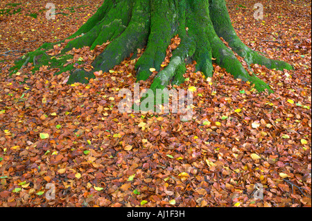 Moos bedeckt Baumstamm mit gefallenen Buche Blätter im Herbst Stockfoto
