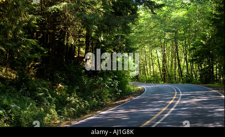 Auf der Suche nach unten gebogenen Straße im Wald mit Sonne und Schatten. Stockfoto