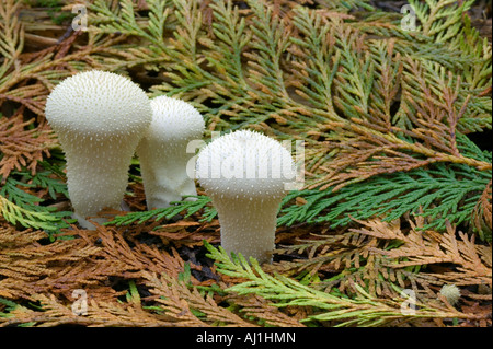 Gemeinsamen Flaschenboviste Lycoperdon Perlatum auf einem Waldboden im Herbst Stockfoto