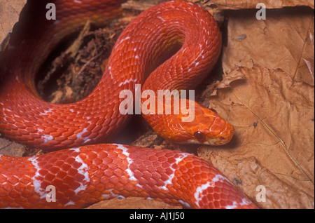 Kornnatter Pantherophis Guttata amelanistisch form Stockfoto