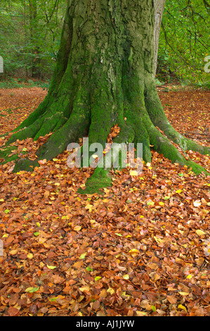 Moos bedeckt Stamm eine alte Buche und Laub im Herbst Stockfoto