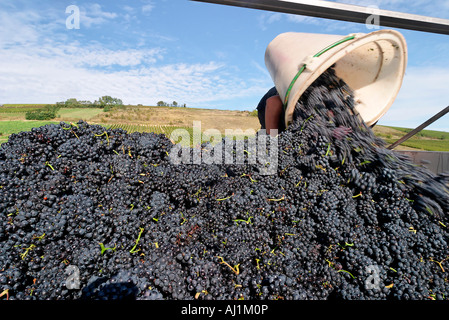 Frankreich, Cher, Crezancy en Sancerre, Pinot noir Ernte (a.o.c. Sancerre) aus der Domäne von Dominique Häkeln auf BUE Stockfoto