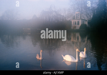 drei Schwäne auf der Themse in Henley im Nebel Stockfoto