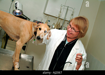 weibliche Tierarzt gibt begeistert junge Windhund eine Injektion Stockfoto