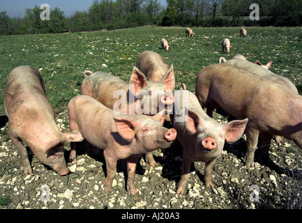 freilaufenden Schweinen auf einer Frühlingswiese in Südfrankreich Stockfoto