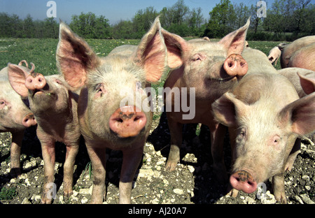 freilaufenden Schweinen auf einer Frühlingswiese in Südfrankreich suchen neugierig Stockfoto