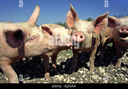 freilaufenden Schweinen auf einer Frühlingswiese in Südfrankreich suchen neugierig Stockfoto