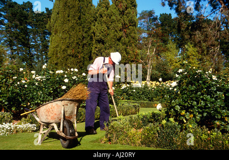 älterer Mann im Garten an einem heißen Tag mit Schubkarre in einem Rosengarten Stockfoto