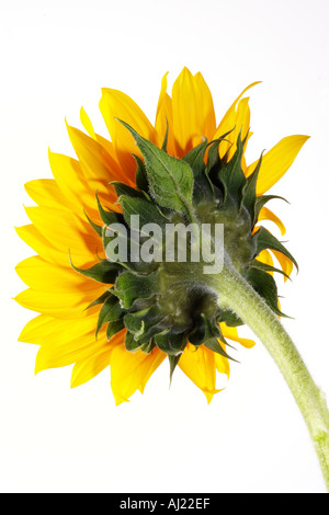 Sonnenblumen wachsen in einem Feld in der Sonne Stockfoto