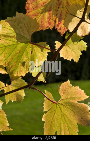 Silhouette durch ein Weinblatt Herbst fliegen Stockfoto