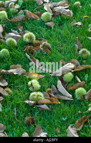 Gefallenen Kastanien Castanea Sativa Rasen Blätter Stockfoto