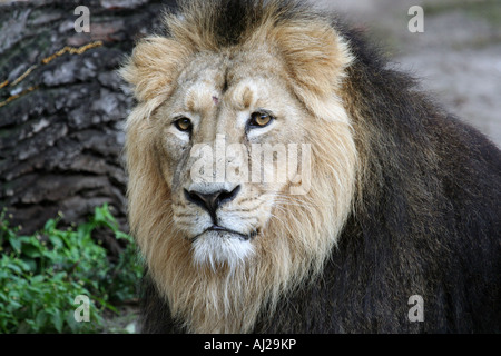 Porträt eines männlichen Löwen hautnah. Stockfoto