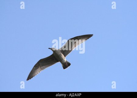 Möwe gegen blauen Himmel Stockfoto