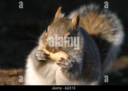 Eichhörnchen, kaute auf einem Affen-Mutter Stockfoto