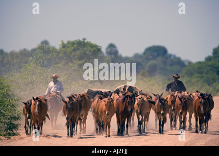Almabtrieb in der Trockenzeit eine der staubigen Gleise überqueren die UNESCO Pantanal Sumpfgebiete von Brasilien Stockfoto