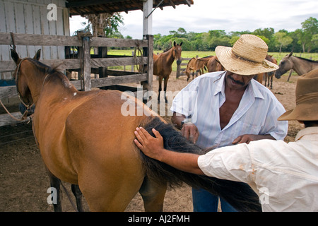 Traditionellen Pantanal Cowboys, Peao Pantaneiro, abgebildet im Stall Bauernhof und Tiere lodge Pousada Xaraes Stockfoto