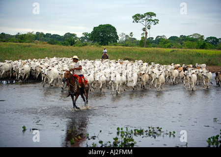 Traditionellen Pantanal Cowboys, Peao Pantaneiro am Bauernhof und Tiere lodge Pousada Xaraes Satz in die UNESCO-Pantanal Stockfoto