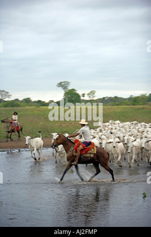 Traditionellen Pantanal Cowboys, Peao Pantaneiro Rundung Vieh auf den Bauernhof und Tiere lodge Pousada Xaras Stockfoto