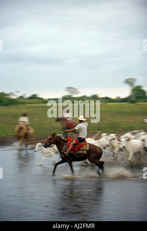 Traditionellen Pantanal Cowboys, Peao Pantaneiro Rundung Rinder am Bauernhof und Tiere lodge Pousada Xaraes Stockfoto