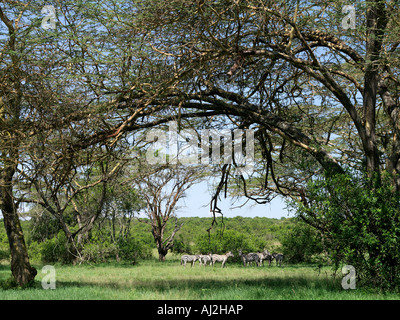 Eine kleine Herde von gemeinsamen Zebra unter gelb bellte Akazien, Solio Game Sanctuary, Kenia Stockfoto