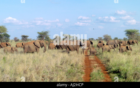 Elefanten haben Vorfahrt! Meru Nationalpark, Meru, Kenia Stockfoto