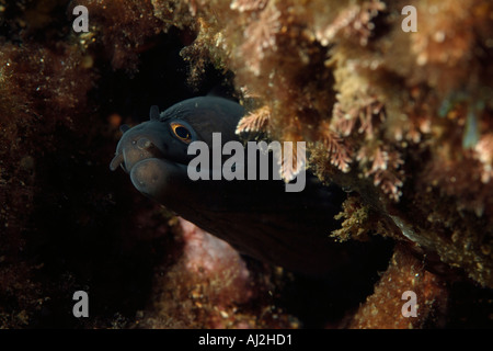Frankreich Marseille Callelongue Creek Leiter ein Moray Eel Muraena Helena Stockfoto