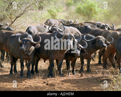 Eine Herde Büffel im Tsavo West Nationalpark, Kenia Stockfoto