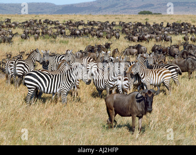 Große Herden von Gnus vermischen sich mit Burchell Zebra während ihrer jährlichen Wanderung von der Serengeti zu Masai Mara Game Stockfoto