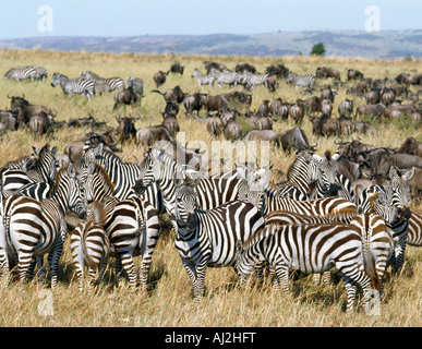 Große Herden von Gnus vermischen sich mit Burchell Zebra während ihrer jährlichen Wanderung von der Serengeti zu Masai Mara Game Stockfoto