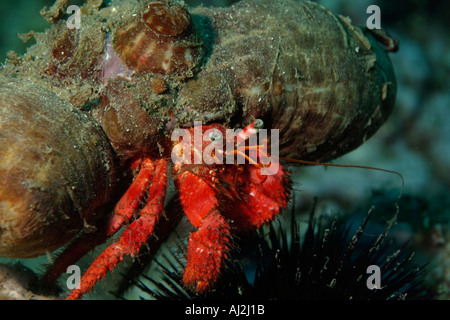 Einsiedlerkrebs (Dardanus Arrosor) kriechen in Symbiose mit einer Anemone (Calliactis Parasitica) auf dem Rücken, Marseille, Frankreich Stockfoto