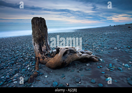 Riesiges Stück Treibholz gestrandet auf Gillespies Beach auf der Wild West Coast, Südinsel, Neuseeland Stockfoto