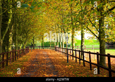 Grüne Gasse mitten im Herbst. Stockfoto
