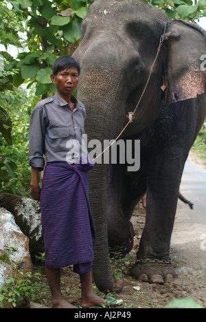 Mogok gezähmte Elefanten für die Anziehung von wilder Elefanten Stockfoto