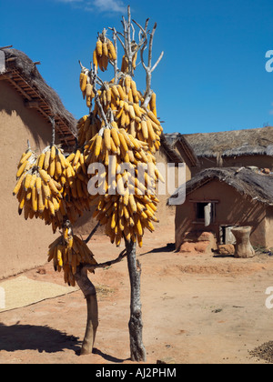 Aus einem Beitrag in einem typischen Betsileo Dorf, Madagaskar Trocknen hängen Maiskolben Stockfoto