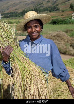 Eine madagassischen Frau sammeln von Reis aus Reisfeldern in der Nähe von Ambalavao, Madagaskar Stockfoto