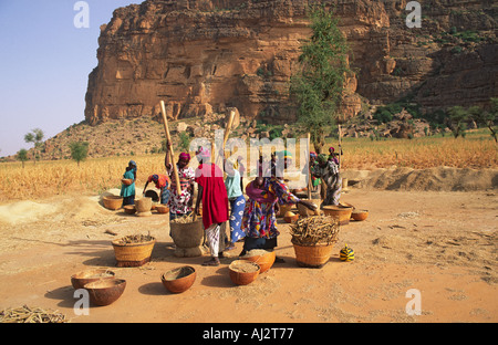 Dogon Frauen schlagen Hirse in Mörsern und Stößeln. Hombori, Mali Stockfoto