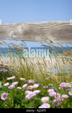 Blumen und Gräser unter einem hölzernen Zaun auf einer Düne mit Blick auf Strand Sennen in Cornwall UK Stockfoto