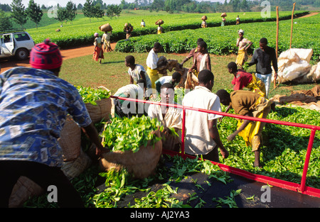 Immobilien Arbeitnehmer laden Körbe von Tee auf einen Anhänger an das Werk für die Verarbeitung. Malawi Stockfoto